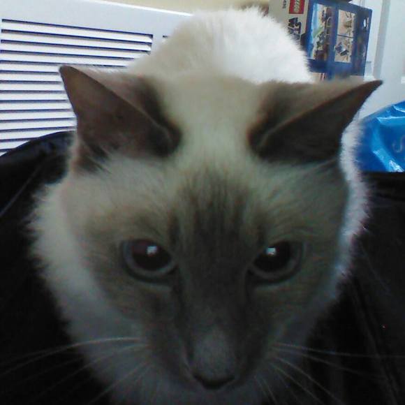 Meet your Posher, Molly - Picture 1 of 1